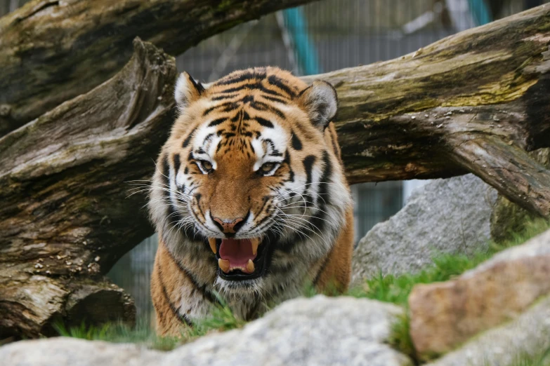 a tiger standing on top of a lush green field