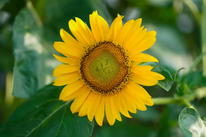 a close up of a sunflower with green leaves, by Yasushi Sugiyama, pexels contest winner, renaissance, grey, a high angle shot, today\'s featured photograph 4k, close up front view