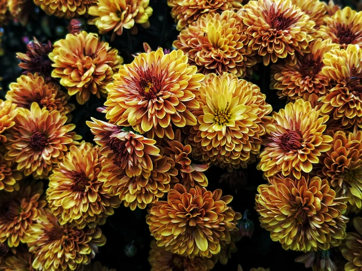 a close up of a bunch of yellow flowers, by Carey Morris, pexels, baroque, reddish, chrysanthemum eos-1d, brown, highly ornamental