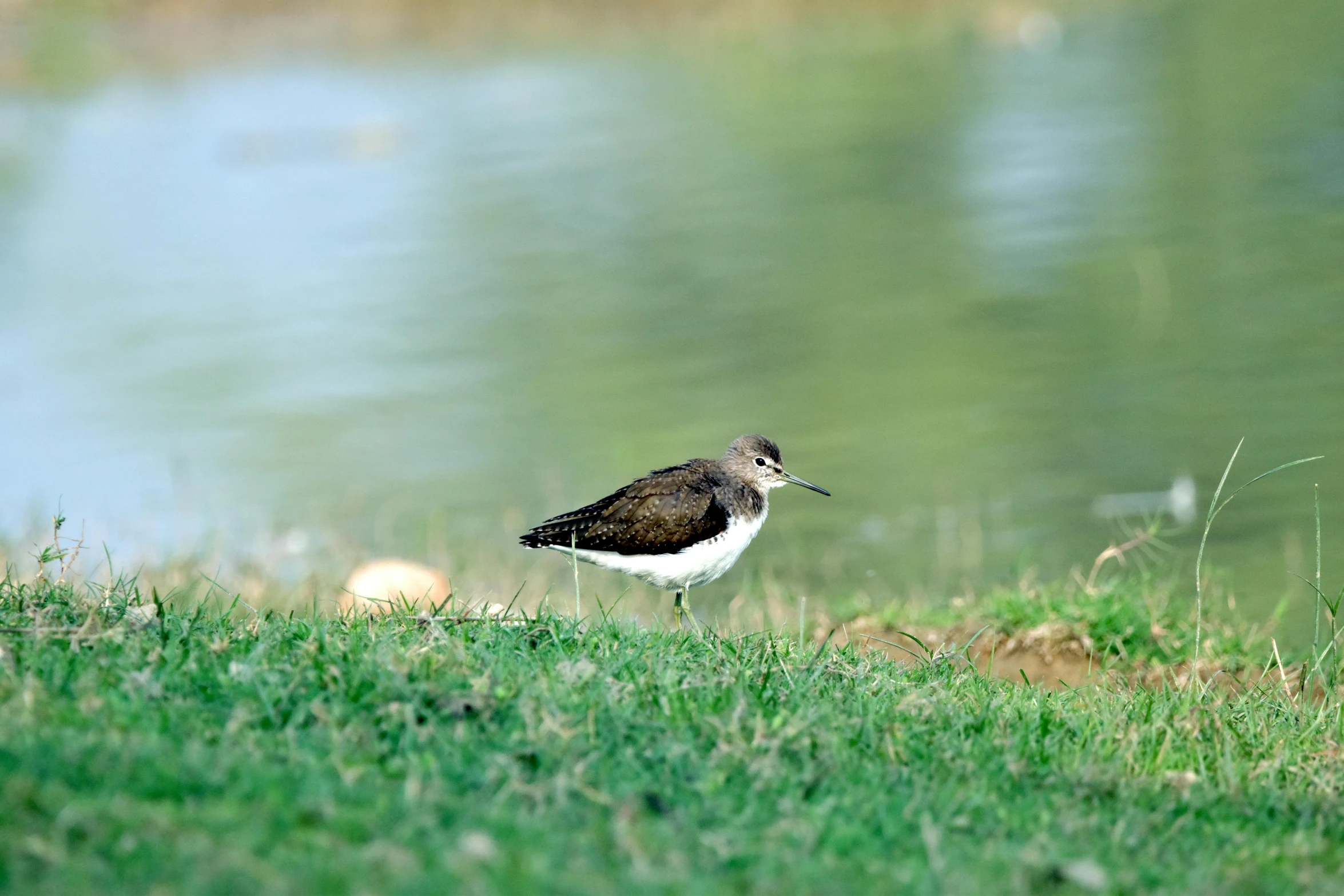 a bird that is standing in the grass, near a lake, lawns