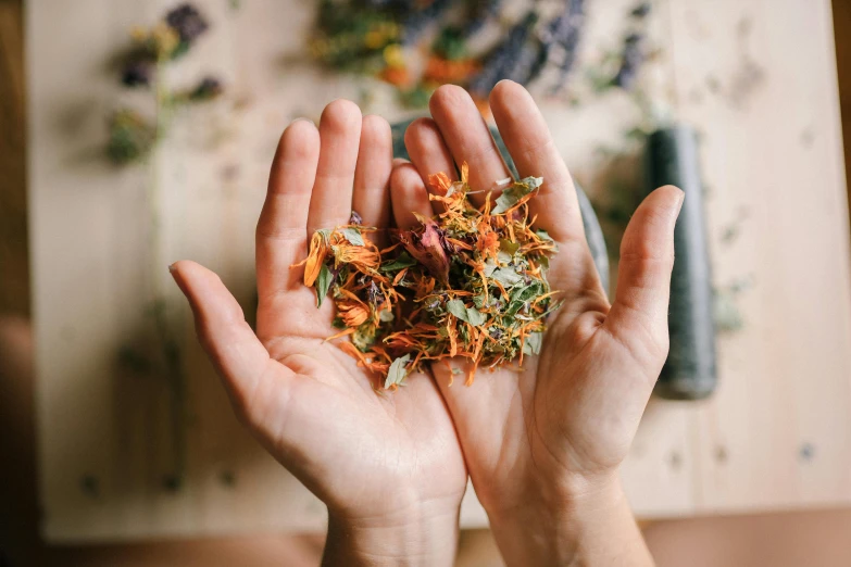 a person holding a bunch of flowers in their hands, by Julia Pishtar, dried herbs, avatar image, multicoloured, hands on counter