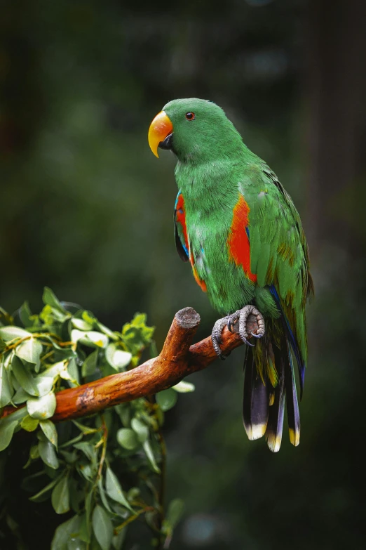 a green parrot sitting on top of a tree branch, a portrait, by Peter Churcher, hurufiyya, bright green dark orange, eucalyptus, vivid)