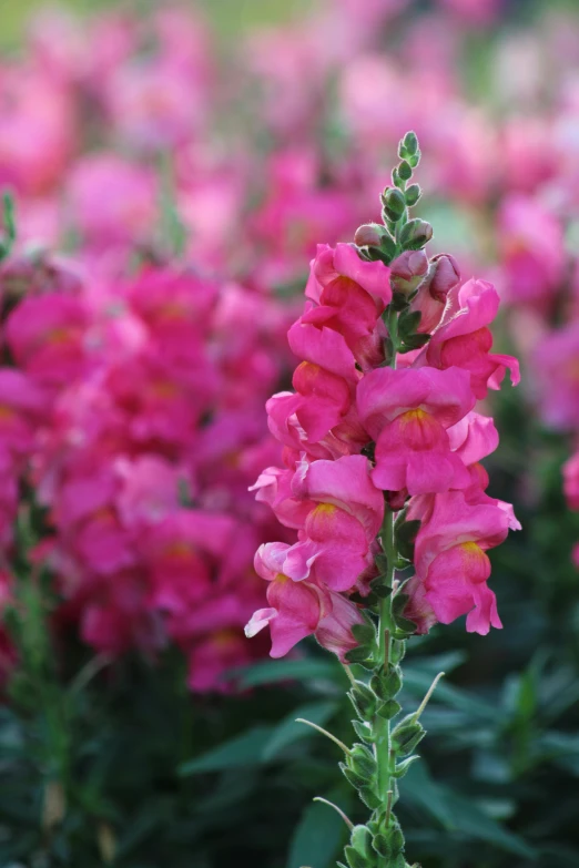 a bunch of pink flowers in a field, albuquerque, lush plants and flowers, servando lupini, ready