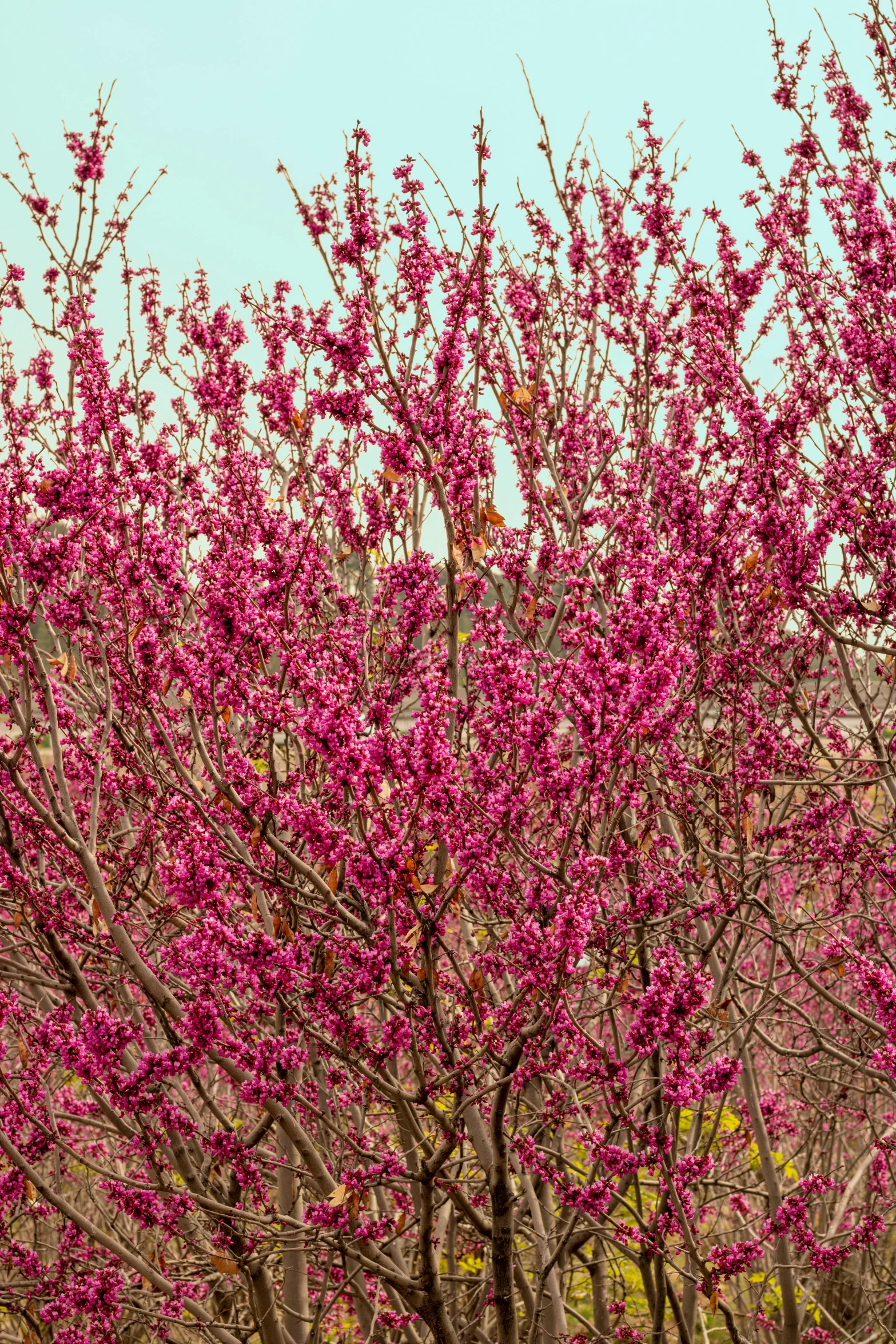 a redbud tree is blooming in a field, pink and orange, evergreen branches, intricate branches, shrubs