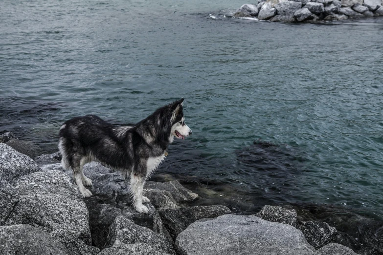 a dog that is standing on some rocks, by Terese Nielsen, pexels contest winner, at the waterside, husky, grey, mixed art