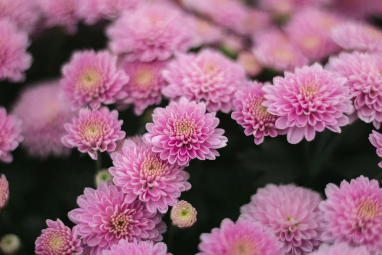 a close up of a bunch of pink flowers, unsplash, arabesque, chrysanthemum eos-1d, taken with canon 5d mk4, no cropping, light purple