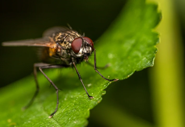 a close up of a fly on a leaf, pexels contest winner, hurufiyya, posing for camera, grey-eyed, slide show, high resolution