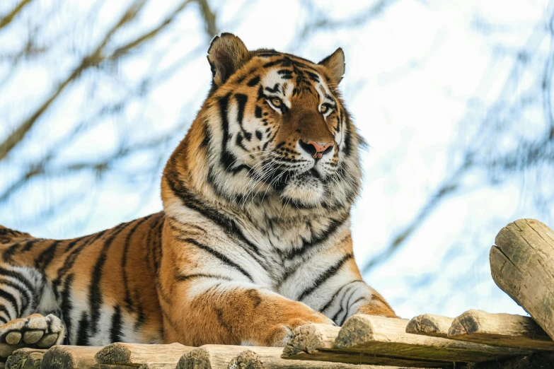 a tiger laying on top of a wooden structure, looking content, photo taken in 2 0 2 0, fan favorite, wildlife preservation