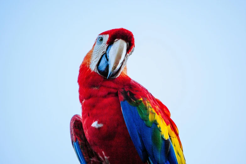 a colorful parrot sitting on top of a wooden post, a portrait, pexels contest winner, high resolution print :1 red, blue and red color palette, portrait of a big, portrait of tall