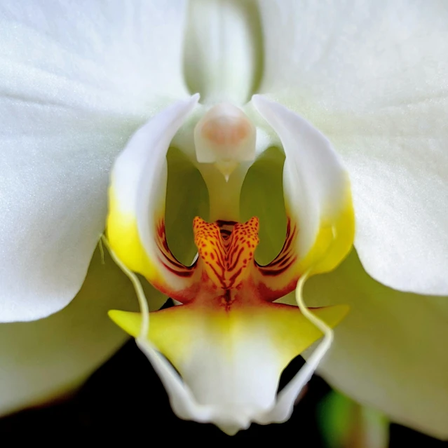 a close up of a white flower with a yellow center, a macro photograph, by Jan Rustem, pexels contest winner, photorealism, moth orchids, intense albino, pareidolia, center frame medium shot
