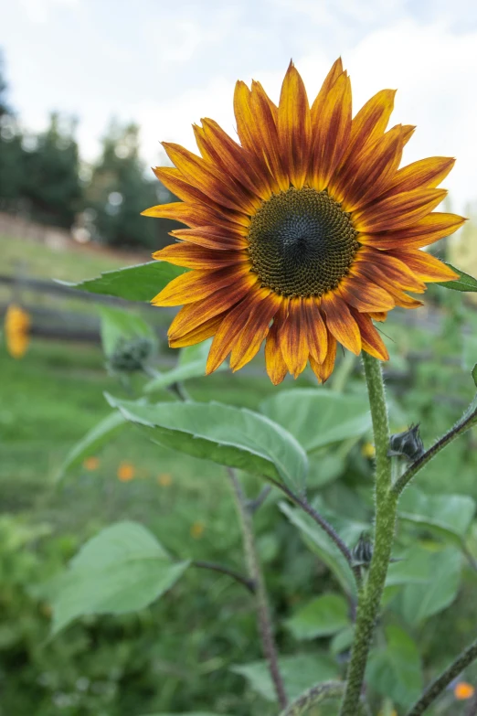 a close up of a sunflower in a field, dark oranges reds and yellows, in a cottagecore flower garden, looking off to the side, “ iron bark