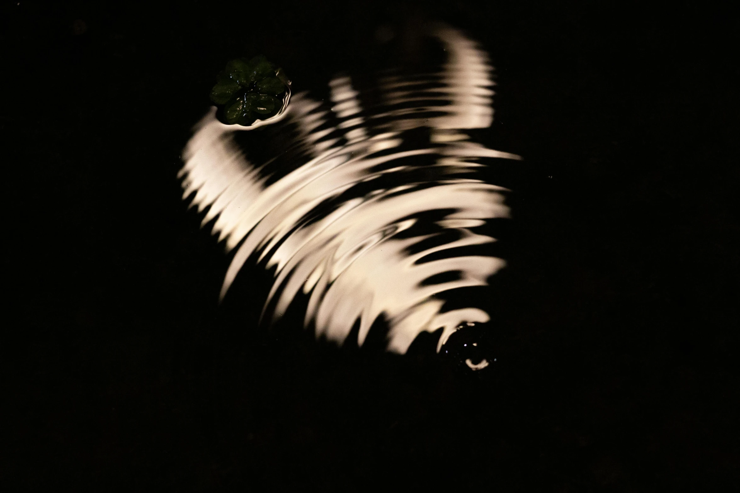 a close up of a zebra's face in the dark, a macro photograph, inspired by Lucio Fontana, abstract illusionism, reflective water koi pond, light circles, twisting leaves, sound wave