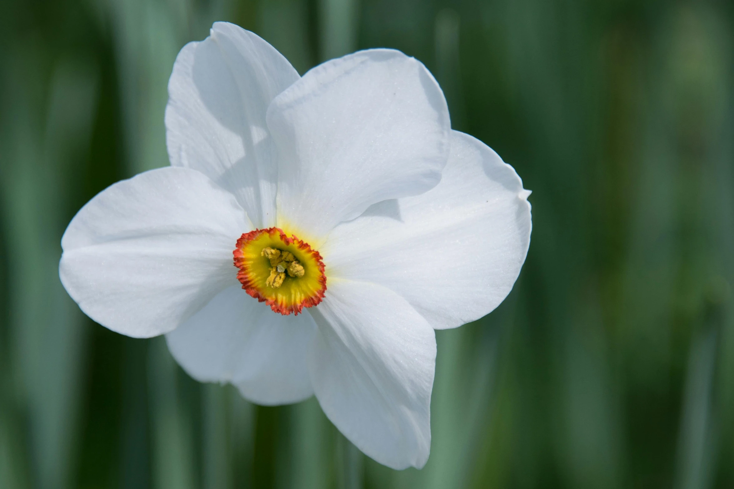 a single white flower with a yellow center, unsplash, hurufiyya, medium format, daffodils, reddish, 8k resolution”