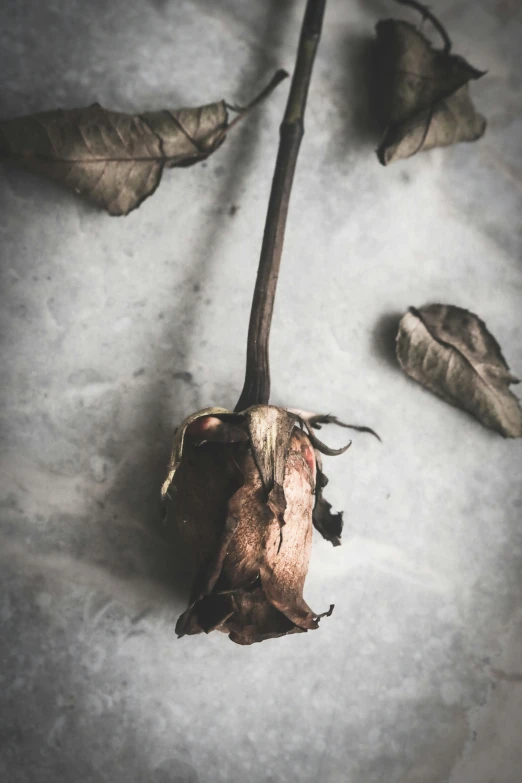 a dead rose sitting on top of a snow covered ground, an album cover, inspired by Elsa Bleda, trending on unsplash, renaissance, dried leaves, profile image, grungy, 2030s