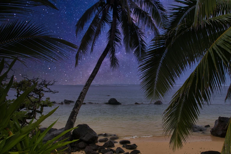 a couple of palm trees sitting on top of a sandy beach, by Matt Stewart, pexels contest winner, renaissance, stars and moons in the sky, samoan features, a photo of the ocean, purple