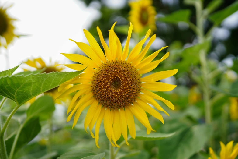 a close up of a sunflower in a field, hansa yellow, ready to eat, on display, grey