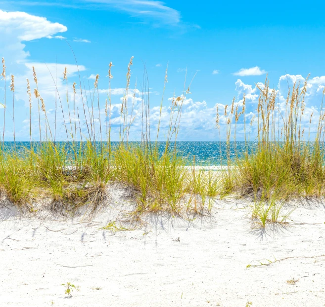 a row of sea oats sitting on top of a sandy beach, visual art, clear blue water, white beaches, tyndall rays, where a large