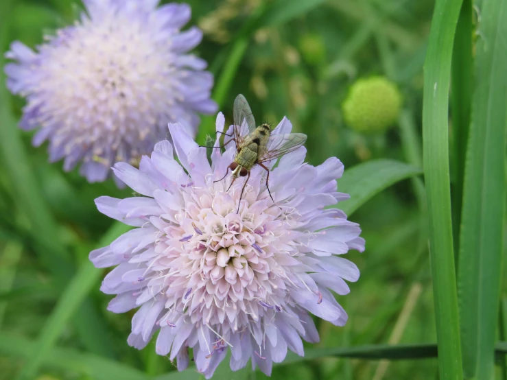 a bug sitting on top of a purple flower, a green, grey, photograph