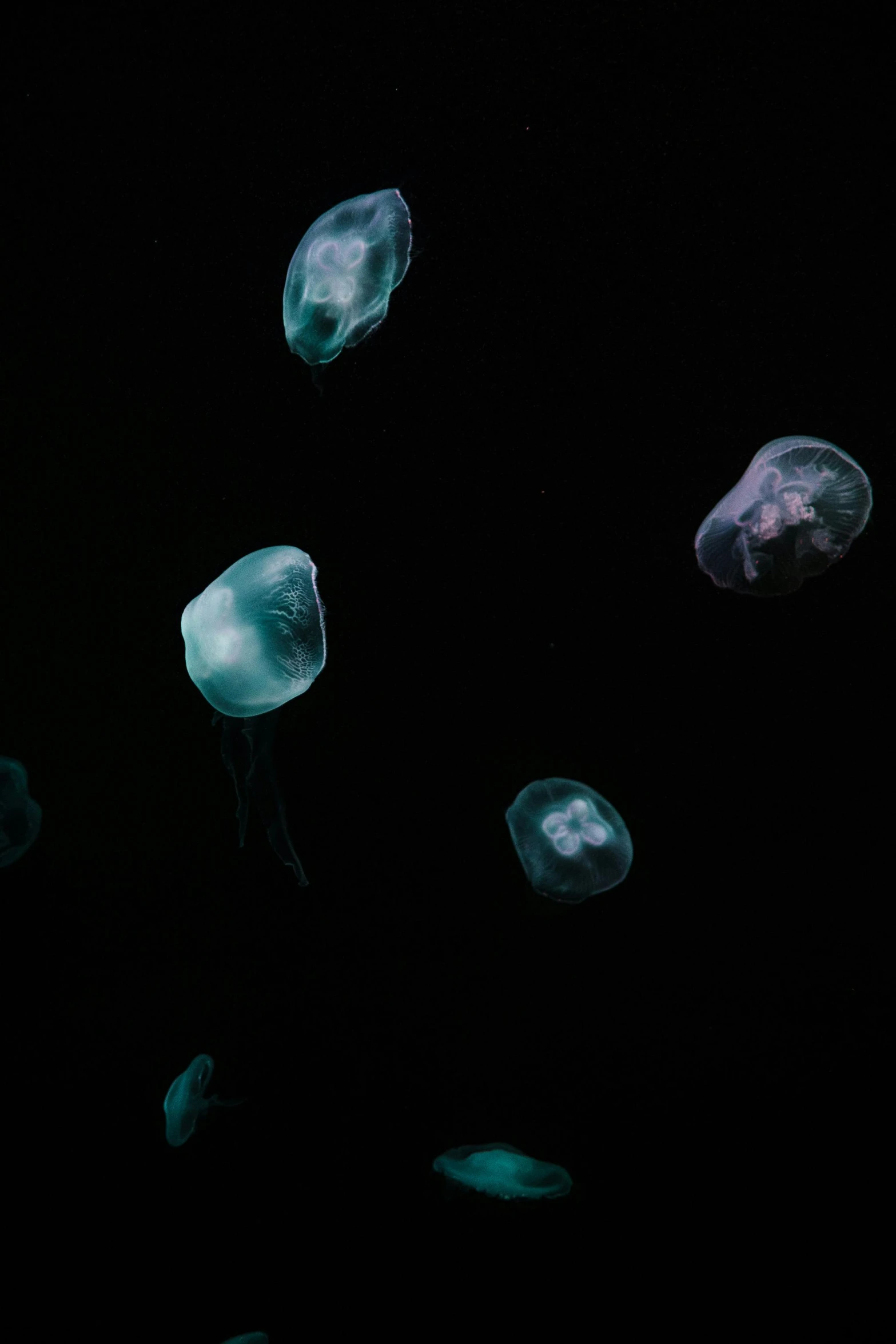 a group of jellyfishs floating in the dark, an album cover, pexels, light and space, barreleye, low quality photo, swimming, multiple stories