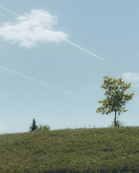 a man flying a kite on top of a lush green hillside, by Attila Meszlenyi, single tree, airplane in the sky, ((trees)), 2019 trending photo