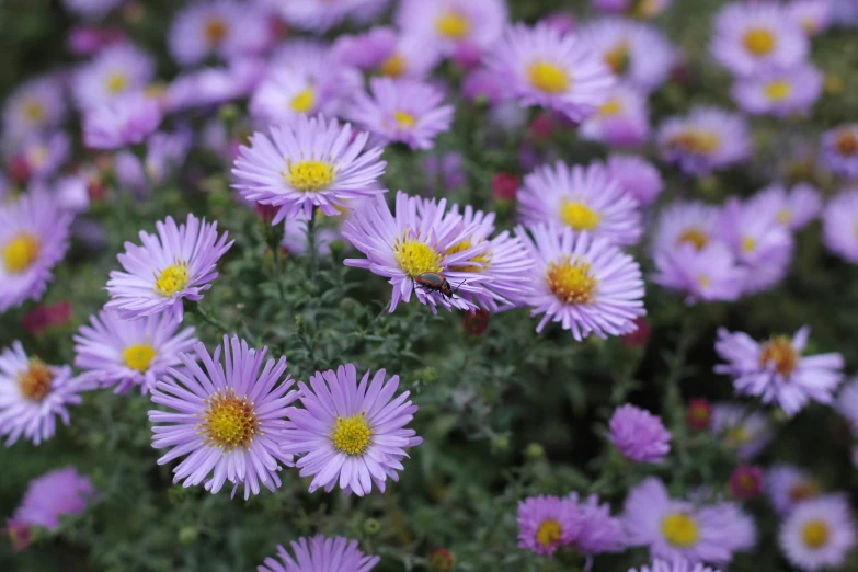 a bunch of purple flowers with yellow centers, fan favorite, delicate features, mid - shot, fragrant plants