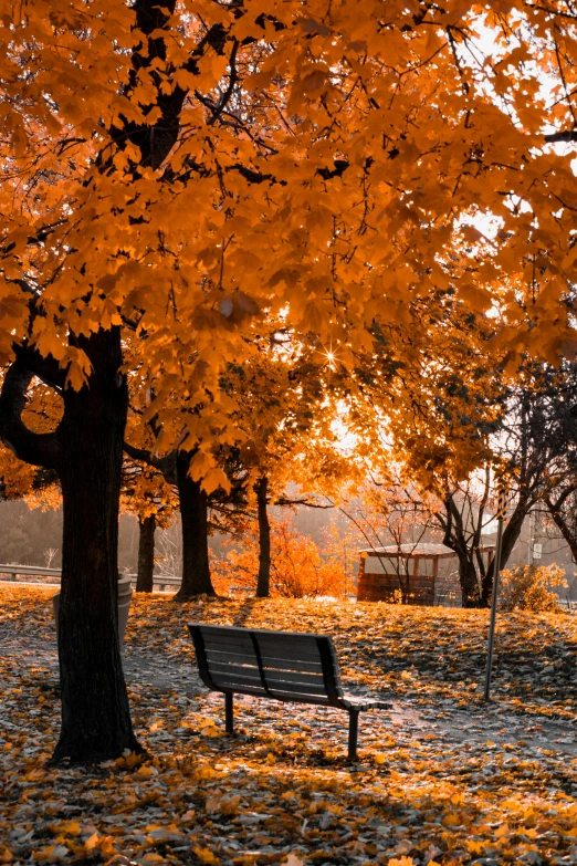 a bench sitting under a tree in a park, the glimmering orange dawn, golden leaves, 2019 trending photo, minn