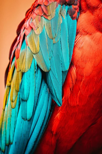 a colorful parrot sitting on top of a wooden table
