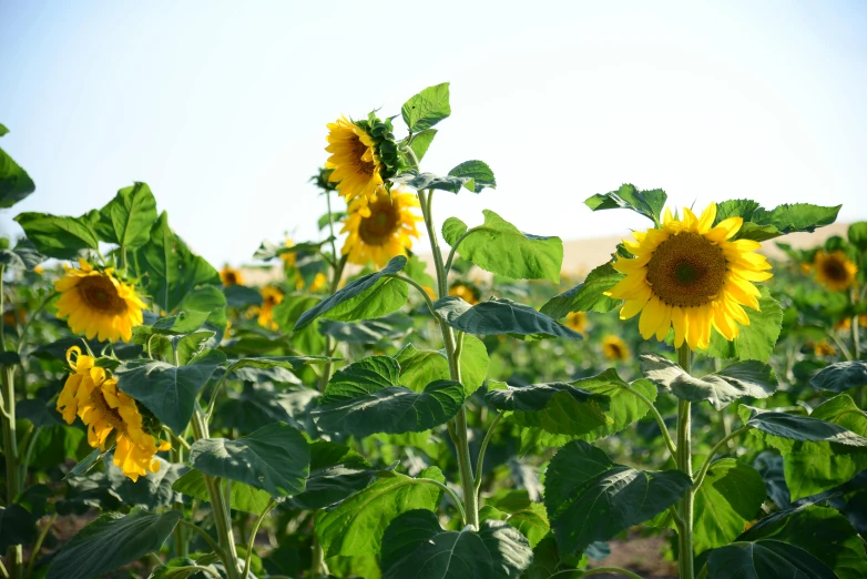 a field of sunflowers on a sunny day, permaculture, ready to eat, grey, fan favorite