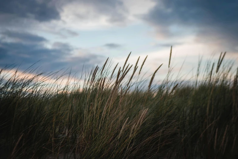 a field of tall grass under a cloudy sky, unsplash, windy beach, dusk light, close - up photograph, conor walton