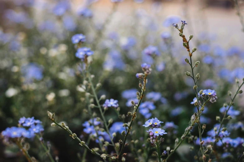 a bunch of blue flowers sitting on top of a lush green field, trending on unsplash, gypsophila, paul barson, lush garden leaves and flowers, soft grey and blue natural light