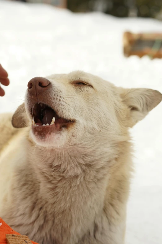 a close up of a person petting a dog in the snow, an album cover, inspired by Edwin Landseer, trending on unsplash, renaissance, closeup. mouth open, inuit, white wolf, taken in the late 2010s