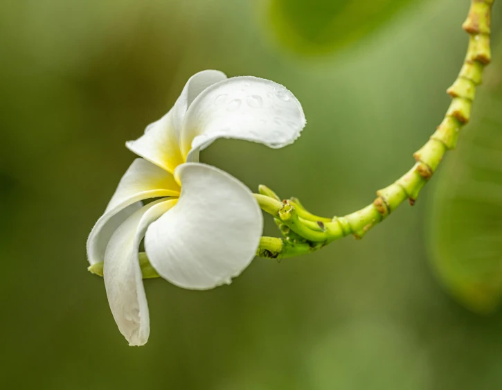 a white flower sitting on top of a green plant, plumeria, slight overcast weather, slide show, fan favorite