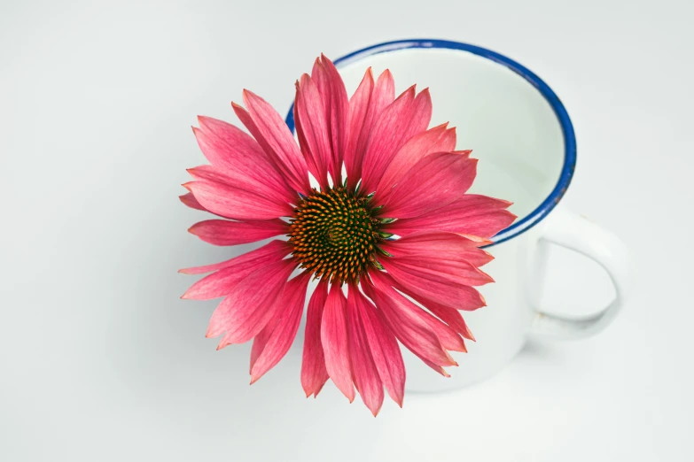 a close up of a flower in a cup, official product photo, long pointy pink nose, heavily ornamental, wide view