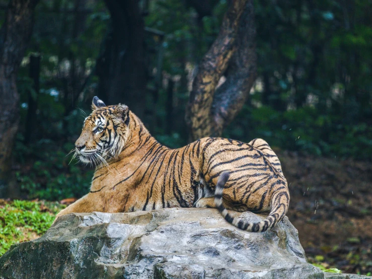 a tiger laying on top of a large rock, pexels contest winner, 🦩🪐🐞👩🏻🦳, standing elegantly, slightly pixelated, indian forest