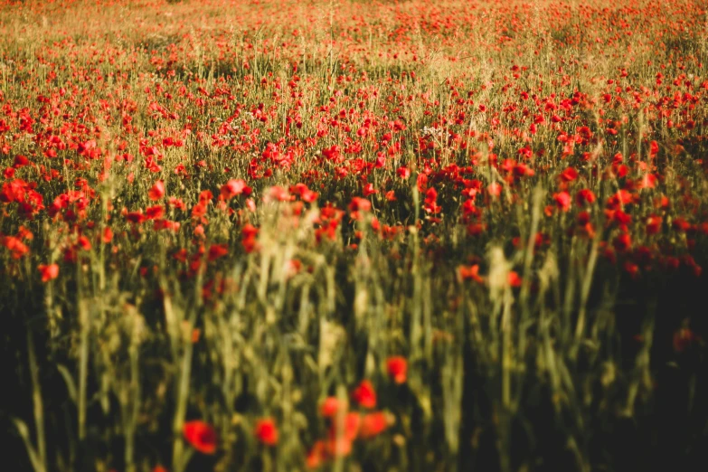 a field filled with lots of red flowers, a photo, by Emma Andijewska, vintage saturation, 1024x1024, golden hour”, ww1