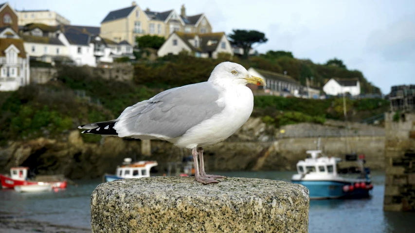 a seagull sitting on top of a rock next to a body of water, medieval coastal village, family friendly, merlin, an intricate