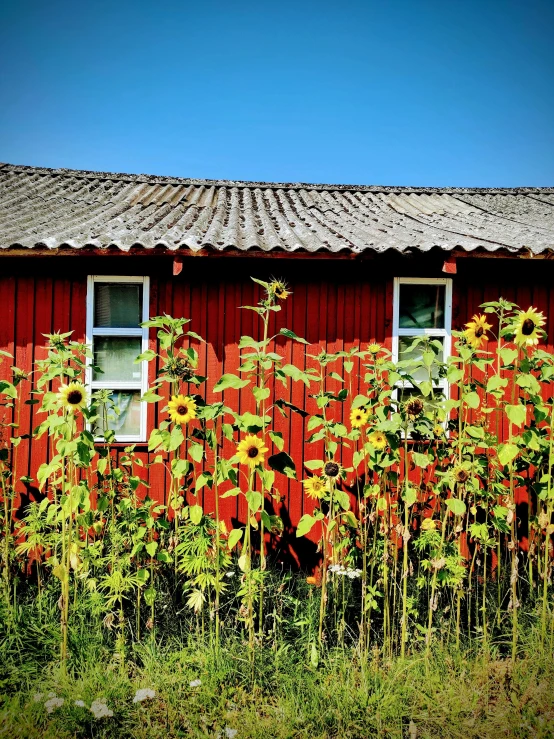 a red building with a bunch of sunflowers in front of it, by Anato Finnstark, huts, hot summer sun, extreme contrast, low contrast