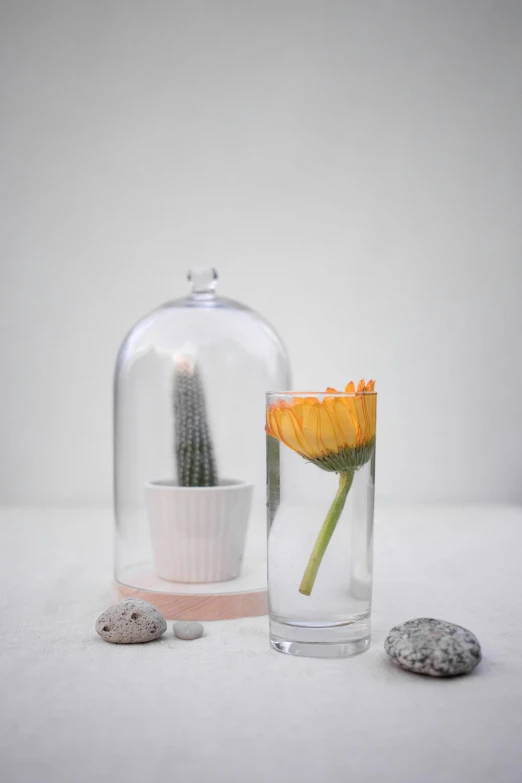 a glass vase with a flower inside of it, a still life, inspired by Matija Jama, unsplash, under glass dome, miniature product photo, large tall, made of glazed