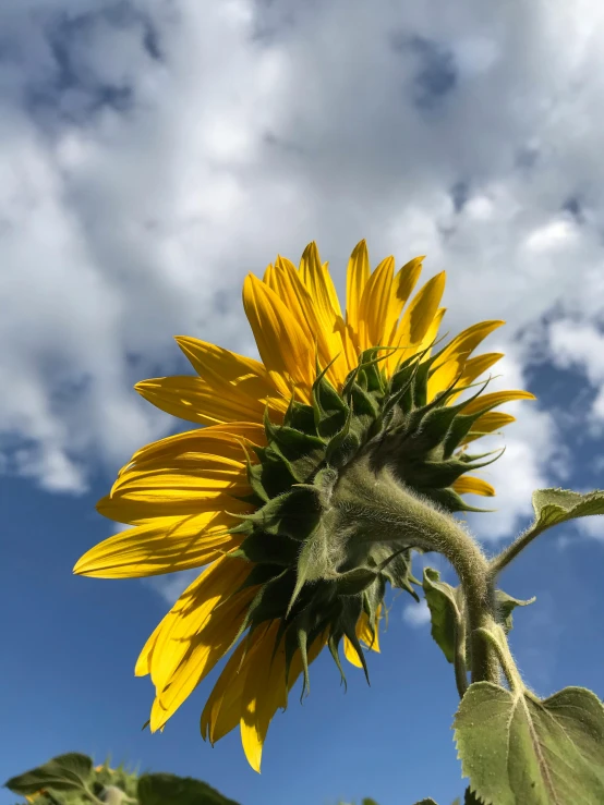 a close up of a sunflower with clouds in the background, profile image, # nofilter, a high angle shot, lit from below