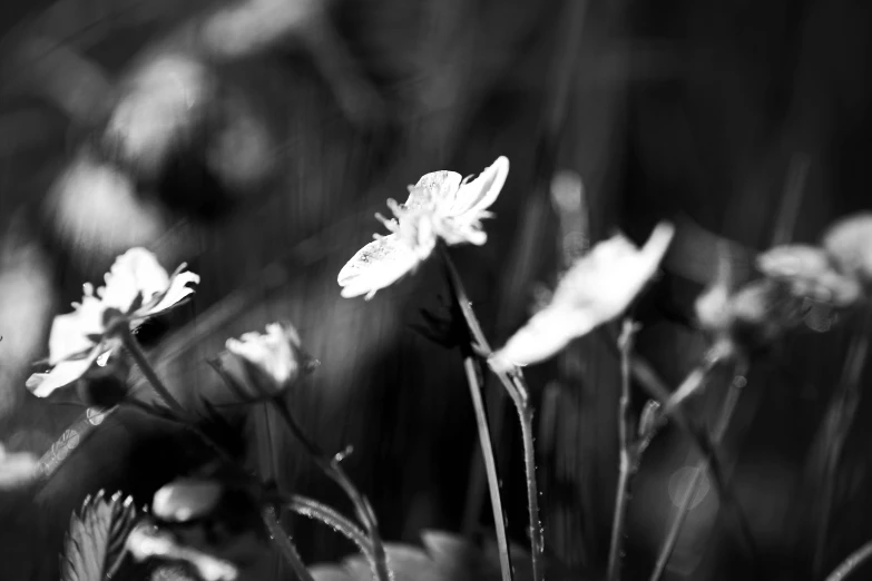 a black and white photo of some flowers, by Emma Andijewska, in a forest glade, it's raining, miniature cosmos, somber expression