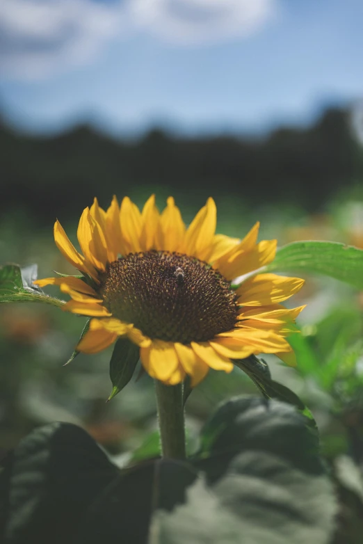 a close up of a sunflower in a field, from the distance, exterior shot, on display, far - mid shot