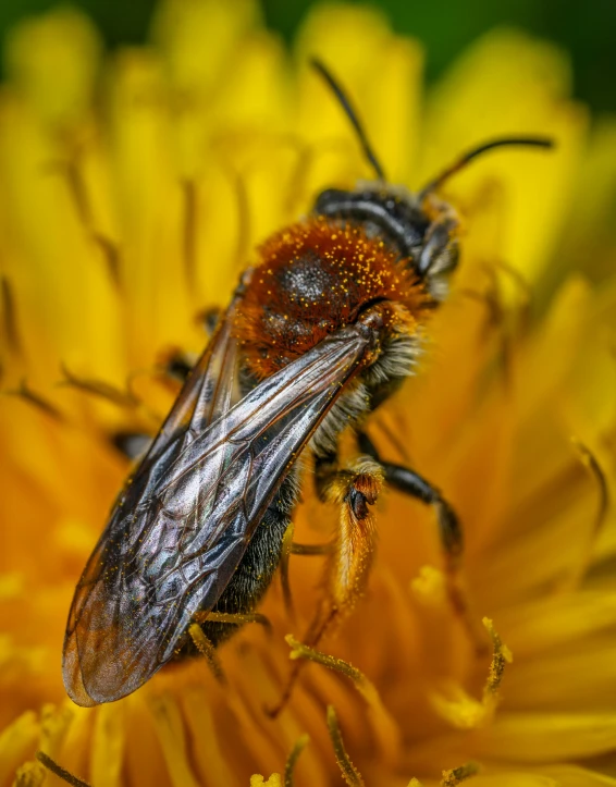 a bee sitting on top of a yellow flower, profile image, hairy orange skin, biodiversity heritage library, fan favorite