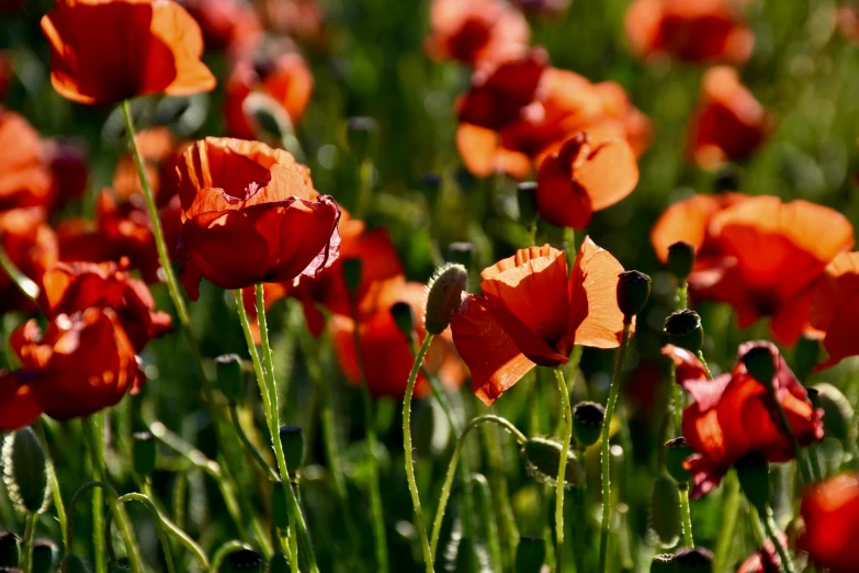 a field of red flowers on a sunny day, by David Simpson, pexels, arts and crafts movement, dark grey and orange colours, edible flowers, glazed, himalayan poppy flowers