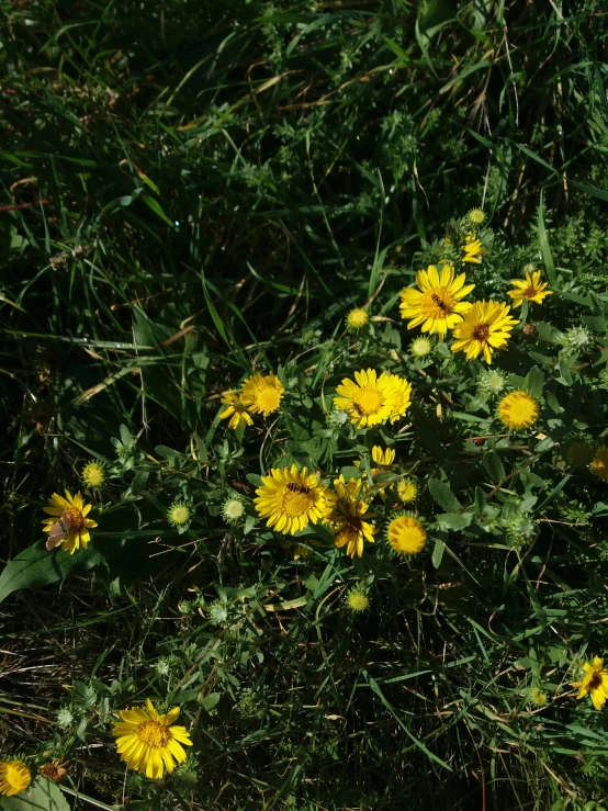 a red fire hydrant sitting next to a bunch of yellow flowers, by Anato Finnstark, in the high grass, slide show, hyperdetailed photo, dandelion