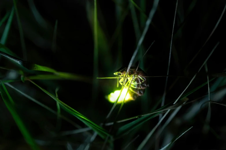 a bug that is sitting in the grass, by Adam Marczyński, unsplash, happening, nightlight, small led lights, angler fish, halogen