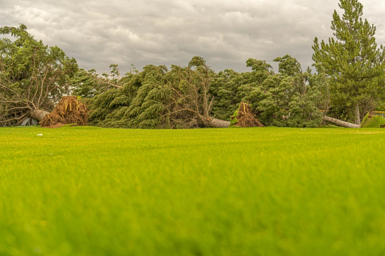 a large tree laying on top of a lush green field, by Peter Churcher, unsplash, hurufiyya, devastation, rice paddies, scary pines, high detail photo of a deserted