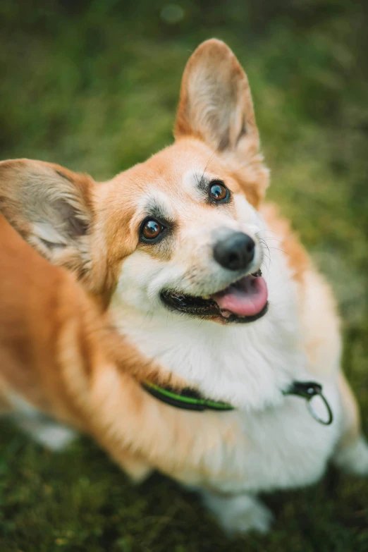 a brown and white dog sitting on top of a lush green field, a portrait, trending on unsplash, cute corgi, a still of a happy, high angle close up shot, at the park