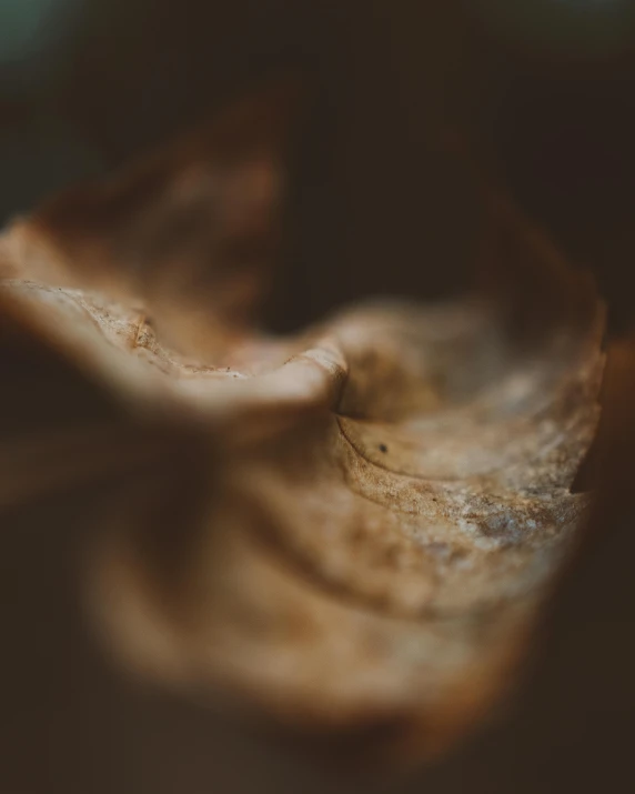 a close up of a leaf on a table, a macro photograph, by Elsa Bleda, trending on unsplash, australian tonalism, brownish old fossil remnant, today\'s featured photograph 4k, chiroptera nose, photograph captured in a forest