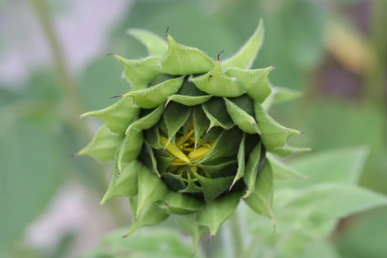 a close up of a flower head on a plant, pregnancy, helianthus flowers, green, resembling a crown