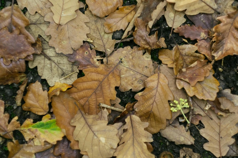 a bunch of leaves laying on the ground, trending on pexels, ancient oak forest, brown, thumbnail, low quality photo